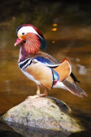 Waterfowl, Quails and Doves for sale